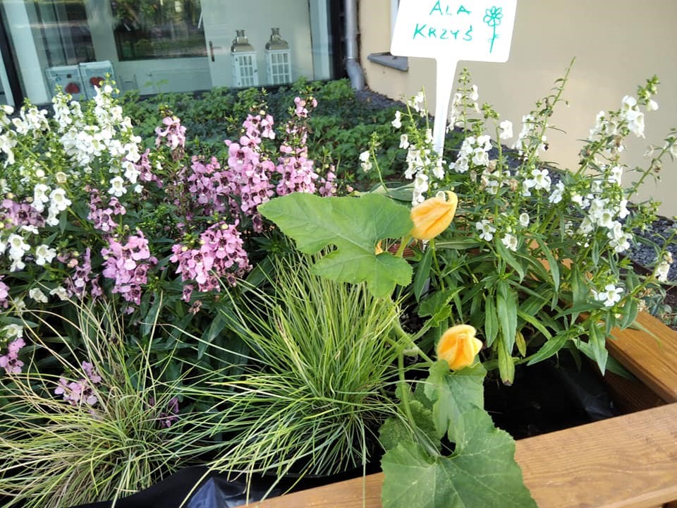 kwiaty doniczkowe w ogrodzie społecznościowym